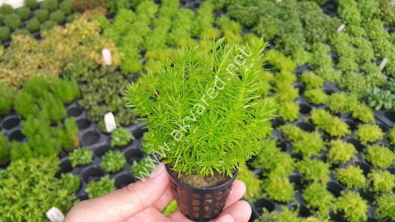 Pogostemon erectus SAKSI