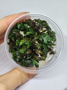 Hygrophila pinnatifida IN VITRO CUP