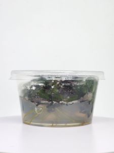 Hygrophila pinnatifida IN VITRO CUP