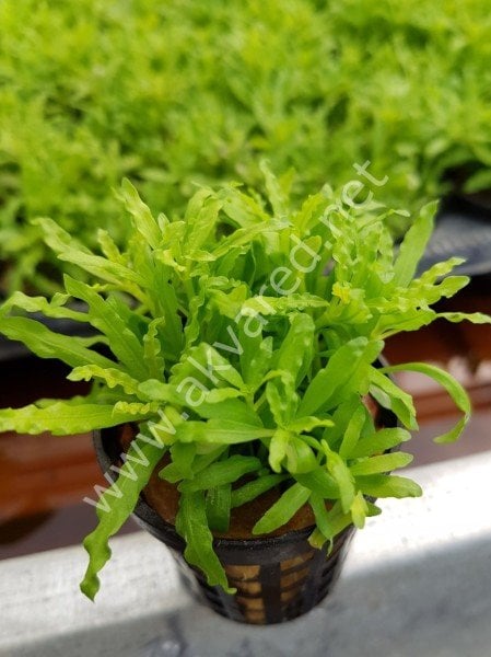 Pogostemon helferi SAKSI