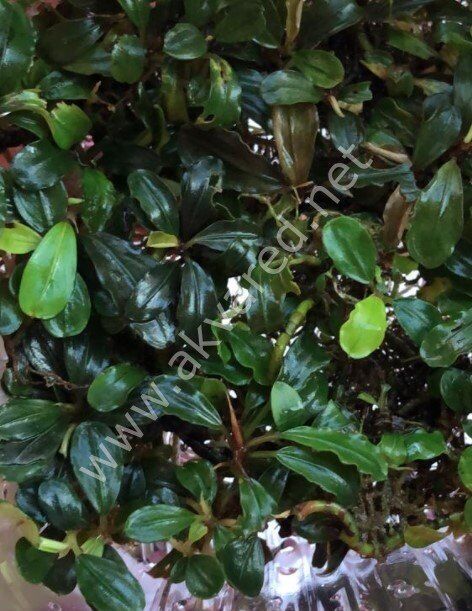 Bucephalandra ghost 2011 ADET İTHAL