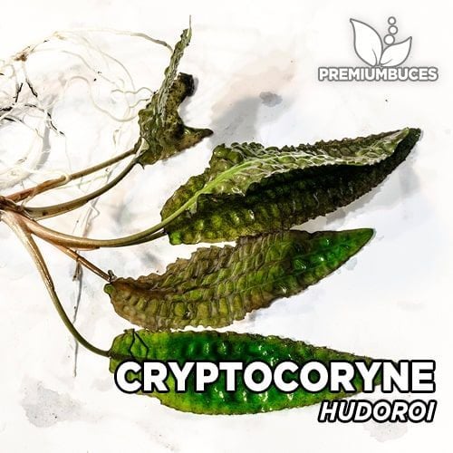 Cryptocoryne hudoroi İTHAL BUKET ÖN SİPARİŞ