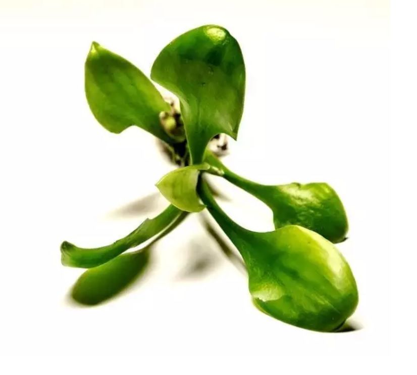 Cryptocoryne lingua İTHAL BUKET ÖN SİPARİŞ