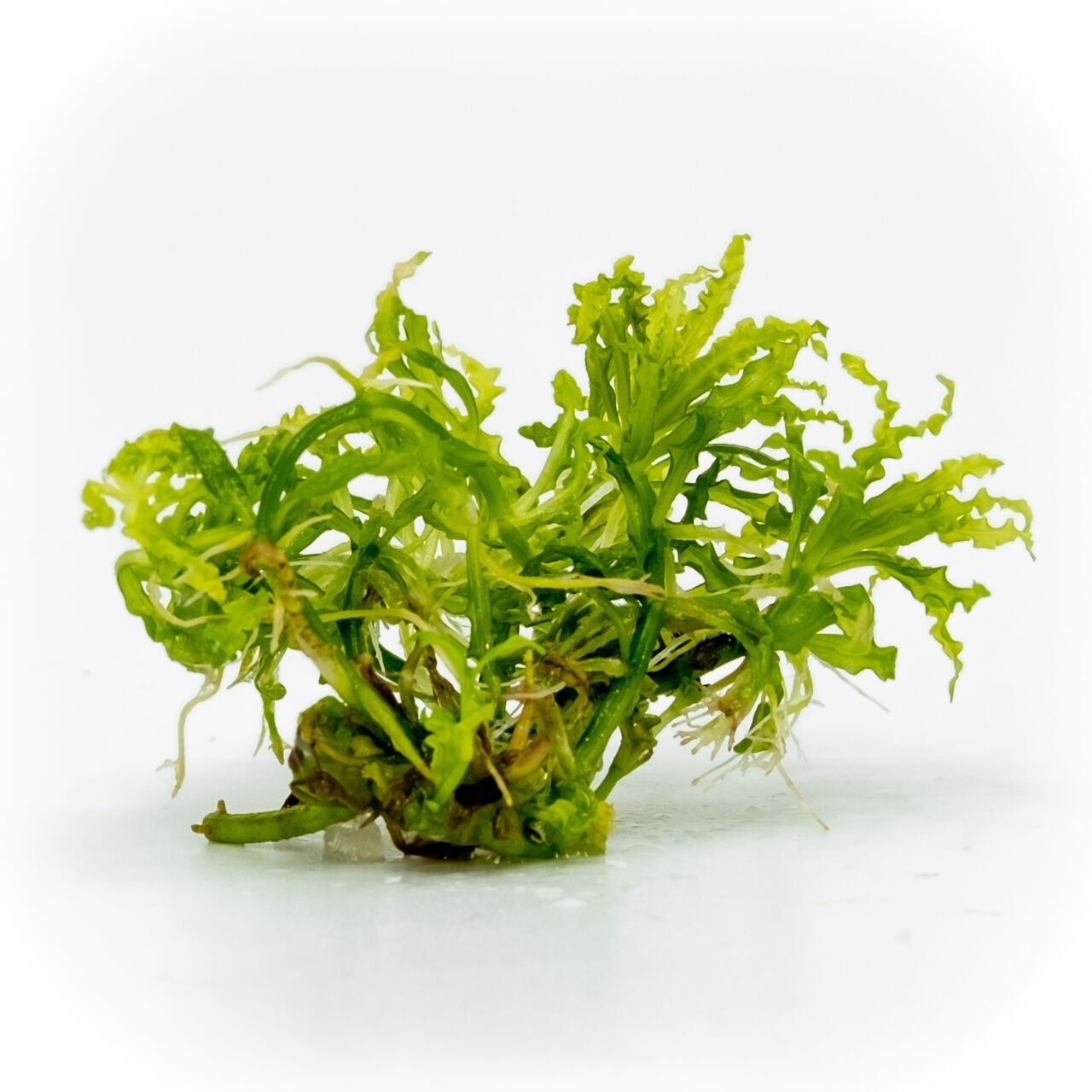 Pogostemon helferi EXVITRO