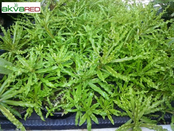 Pogostemon helferi EXVITRO