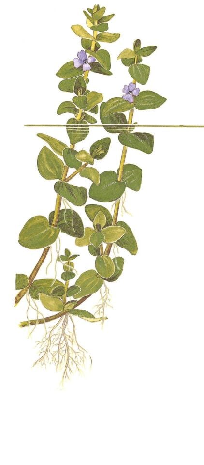 Bacopa caroliniana IN VITRO