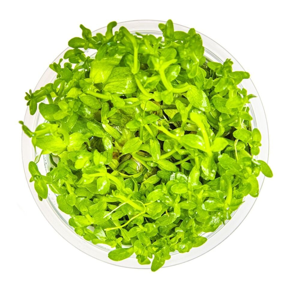 Bacopa caroliniana IN VITRO