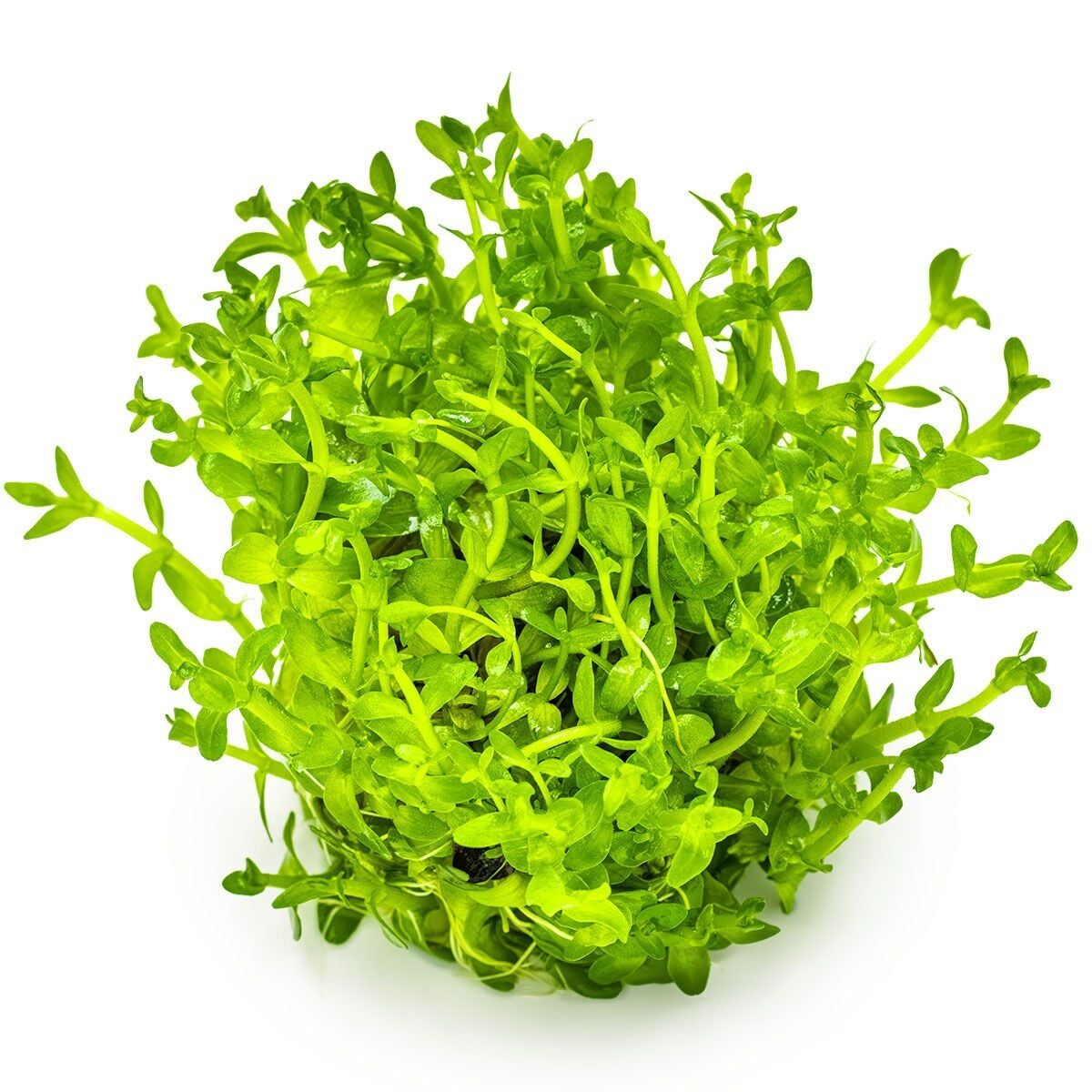 Bacopa caroliniana IN VITRO