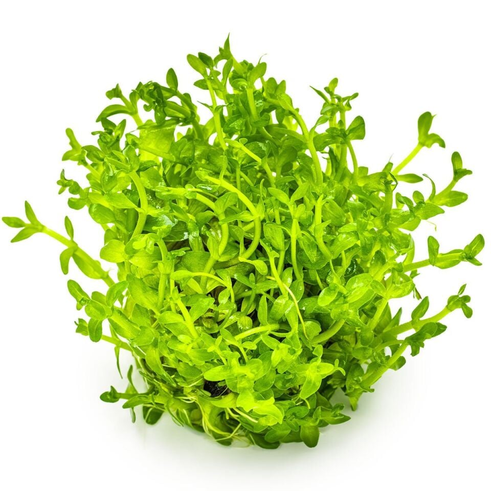 Bacopa caroliniana IN VITRO