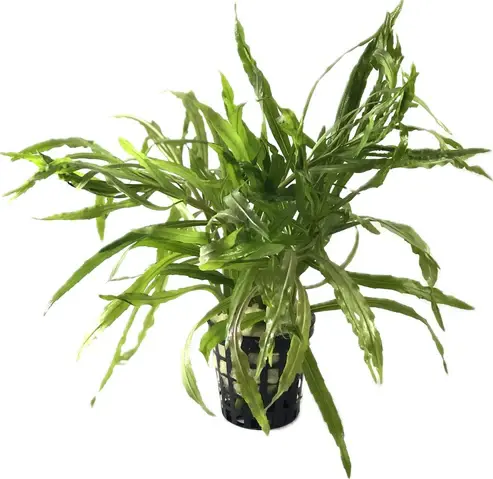 Pogostemon octopus SAKSI