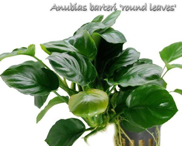 Anubias barteri round (golden coin) ADET ÖN SİPARİŞ