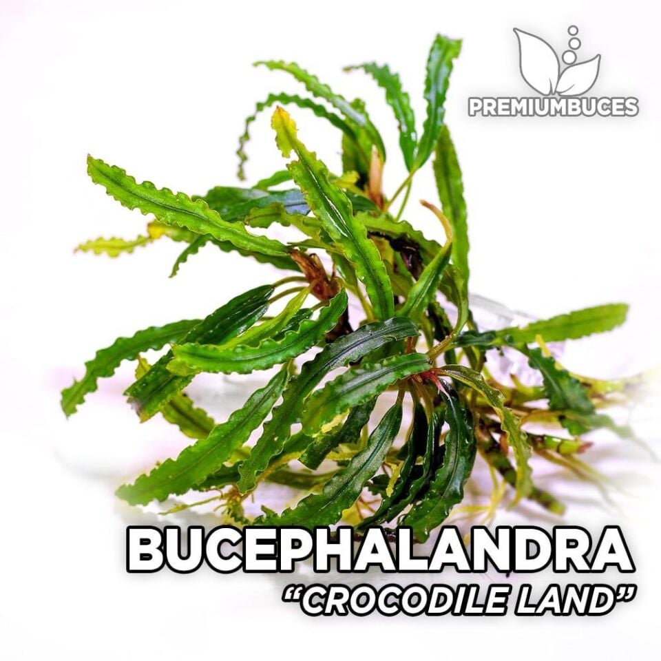 Bucephalandra crocodile EX VITRO