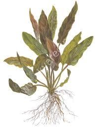 Cryptocoryne undulatus İTHAL BUKET ÖN SİPARİŞ