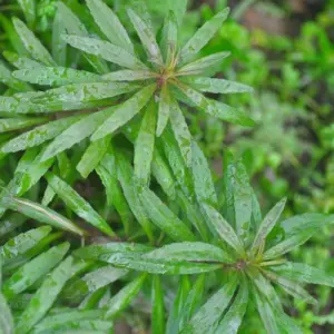 Pogostemon octopus SAKSI