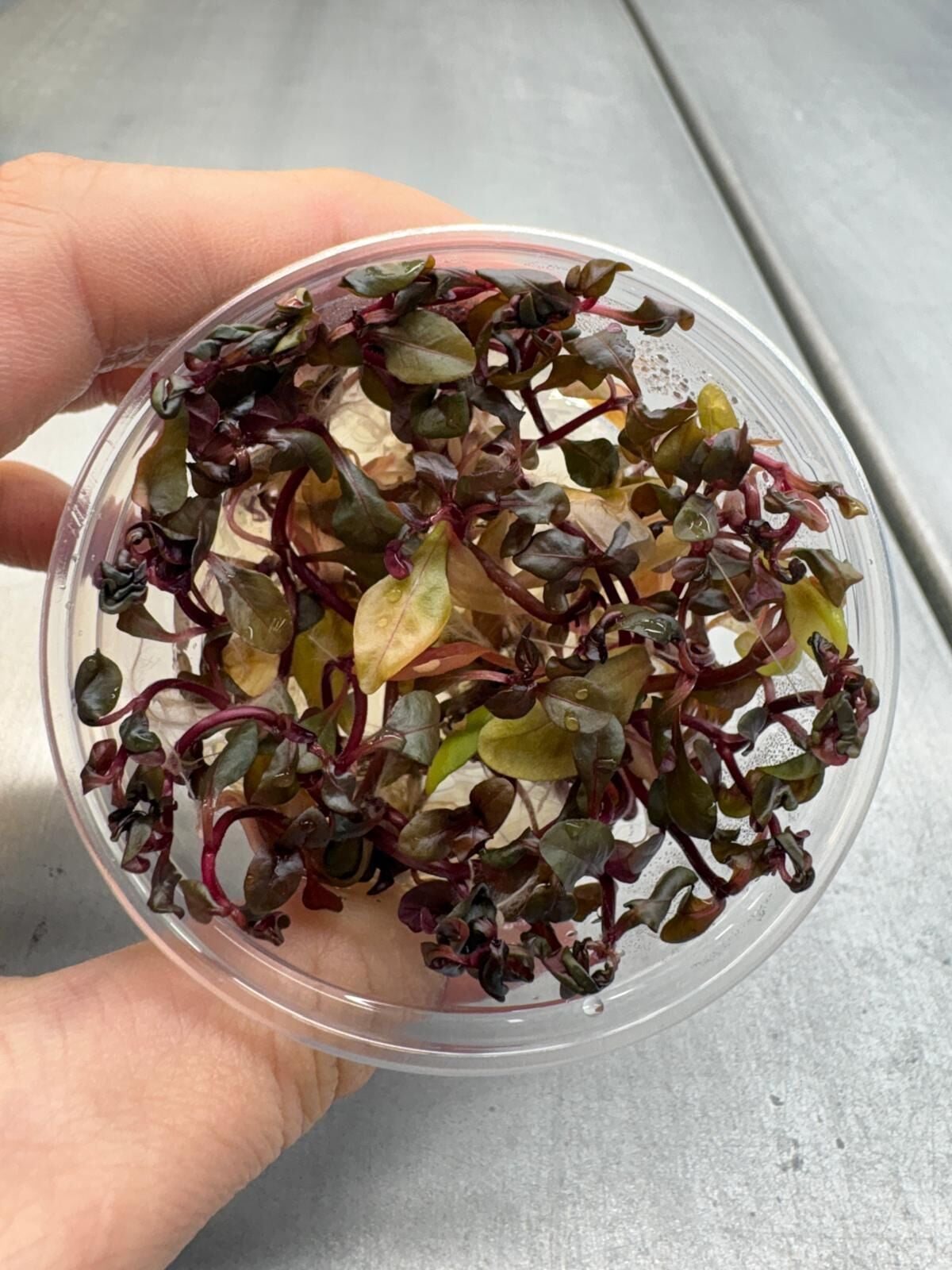 Alternanthera sessilis EX VITRO
