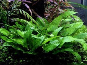 Cryptocoryne wendtii broadleaf İTHAL BUKET