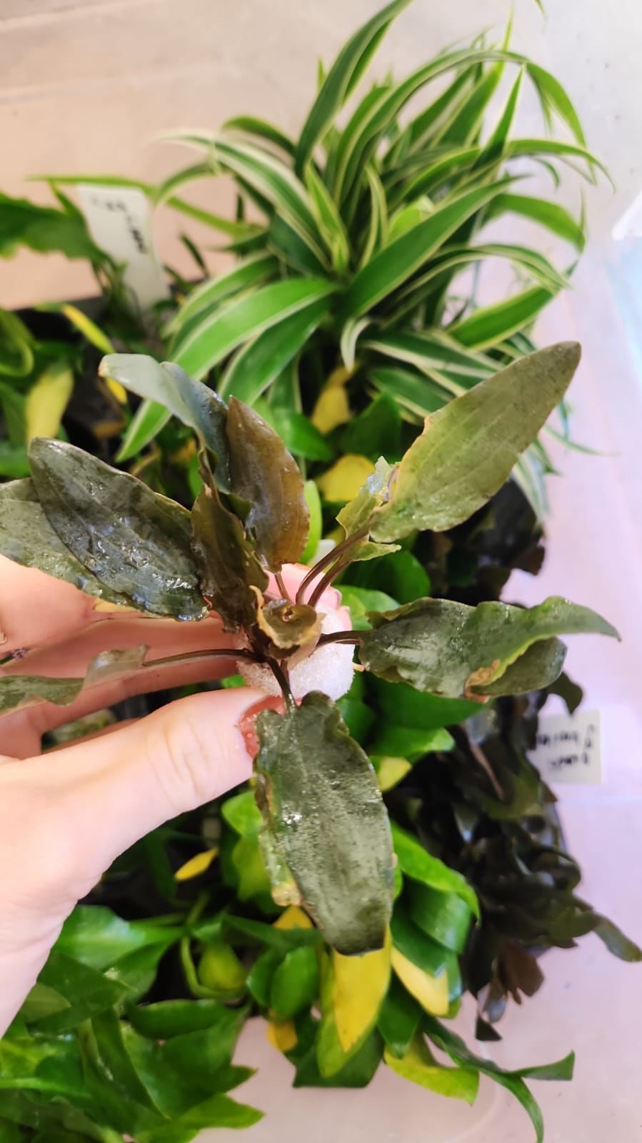 Cryptocoryne wendtii 'broadleaf' BUKET