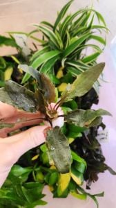 Cryptocoryne wendtii broadleaf İTHAL BUKET