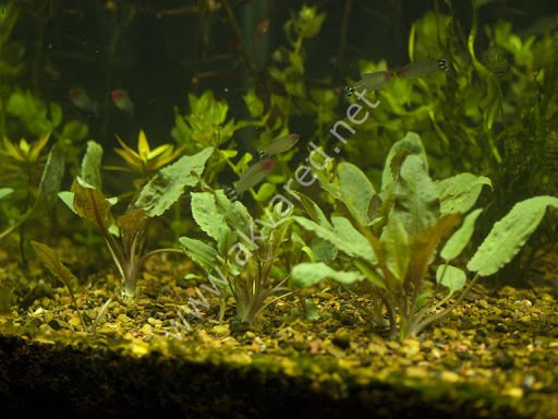 Cryptocoryne wendtii 'broadleaf' BUKET