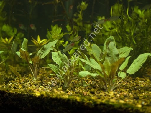 Cryptocoryne wendtii broadleaf BUKET