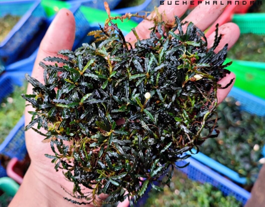 Bucephalandra silver catherinae 10x10cm PORSİYON