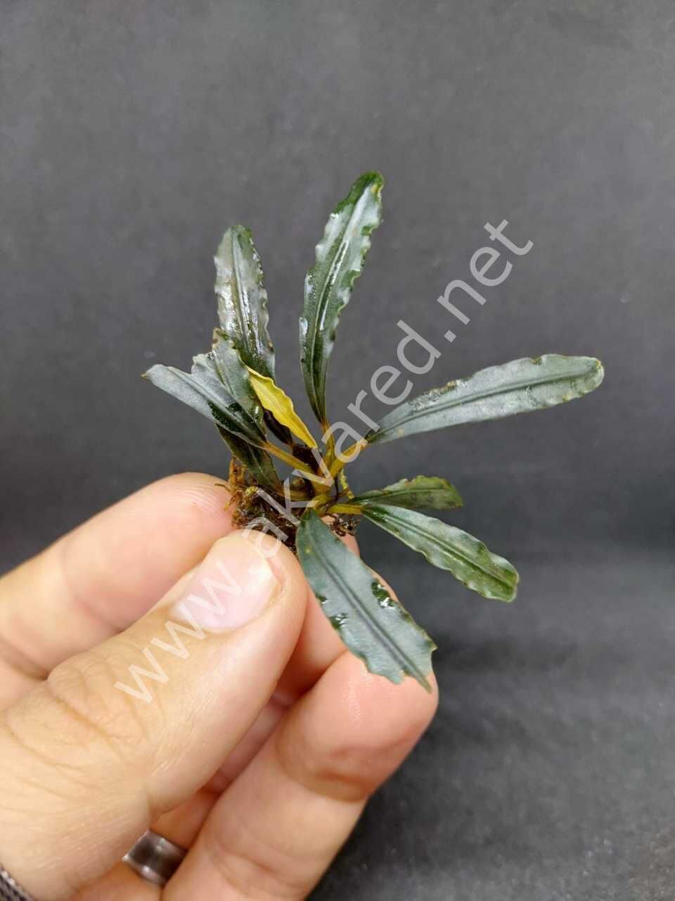 Bucephalandra copper leaf melawi EX VITRO