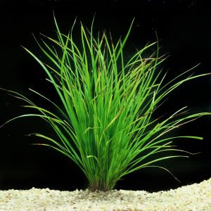 Cyperus helferi BUKET - ÖN SİPARİŞ