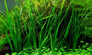 Cyperus helferi BUKET - ÖN SİPARİŞ
