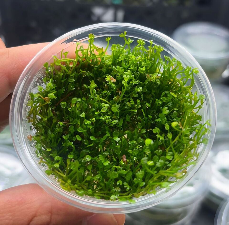 Marsilea minuta EX VITRO