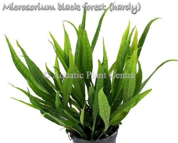 Microsorum black forest (hardy) SAKSI - APC ÖN SİPARİŞ
