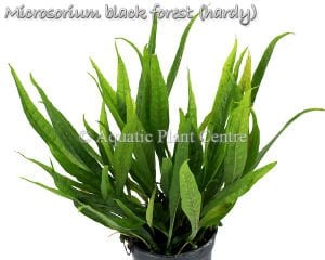 Microsorum black forest (hardy) SAKSI - APC ÖN SİPARİŞ