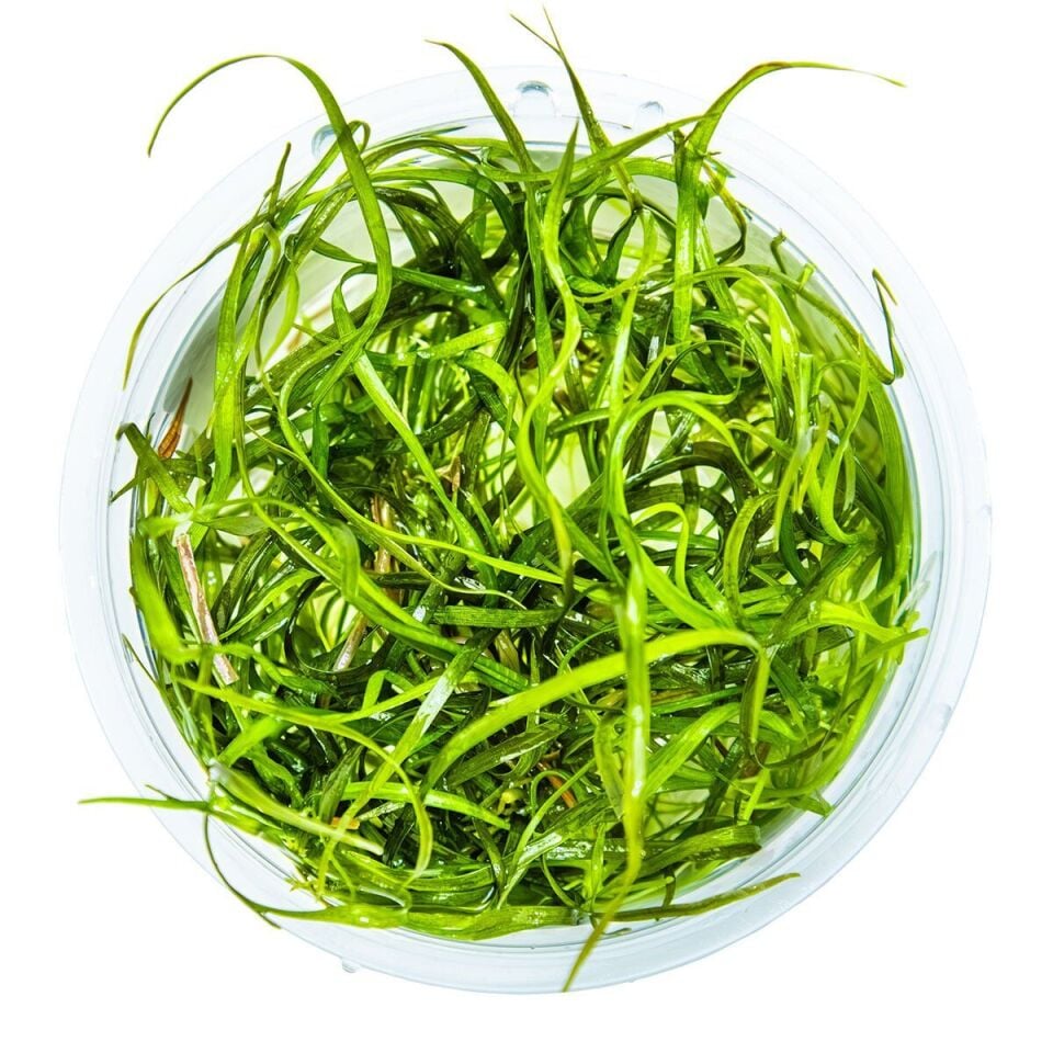 Sagittaria subulata Needle Leaf EX VITRO