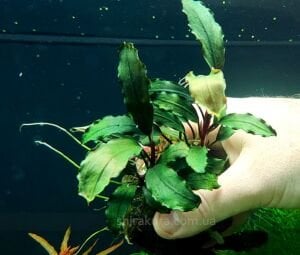 Bucephalandra nanga taman 10X10CM PORSİYON