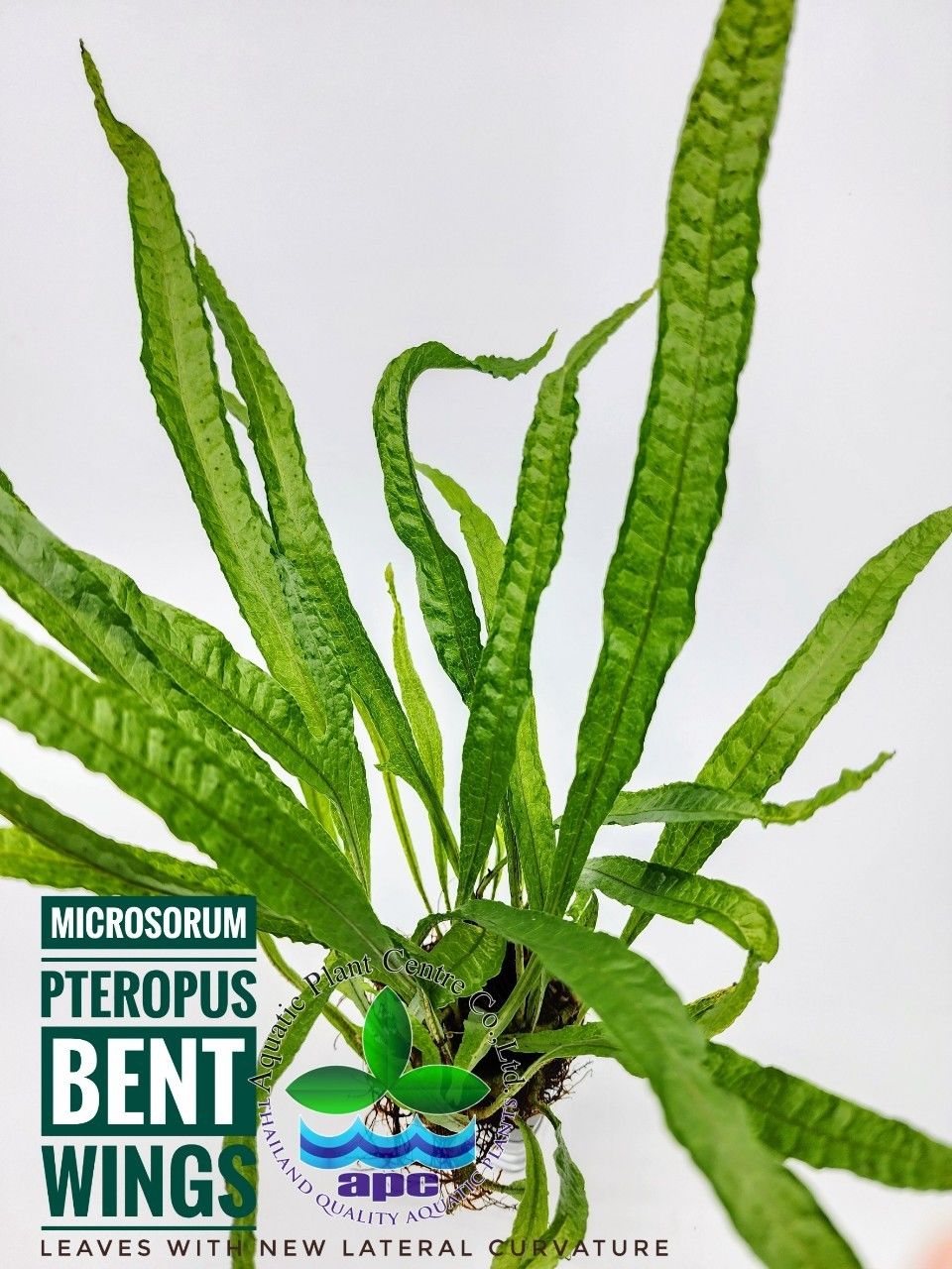 Microsorum pteropus bent wing SAKSI - APC ÖN SİPARİŞ