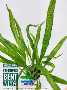 Microsorum pteropus bent wing SAKSI - APC ÖN SİPARİŞ