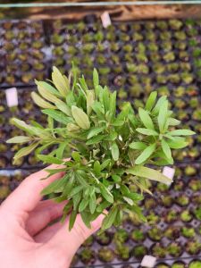 Pogostemon stellata broad leaf SAKSI