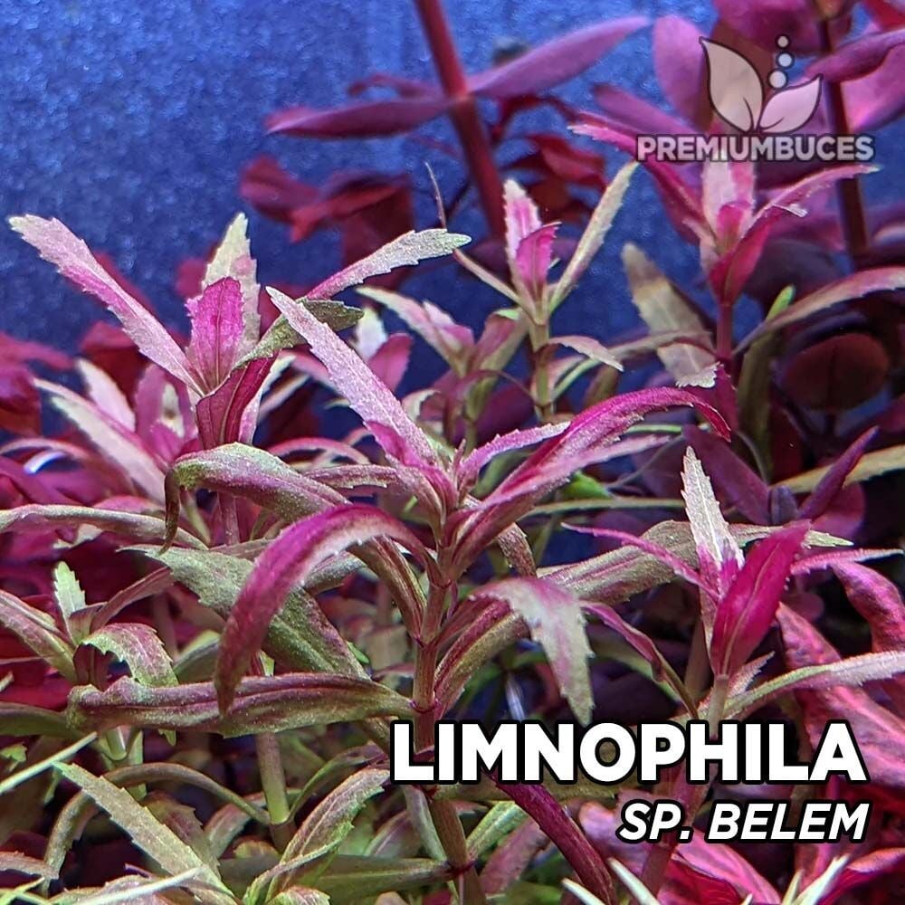 Limnophila aromatica red belem EX VITRO