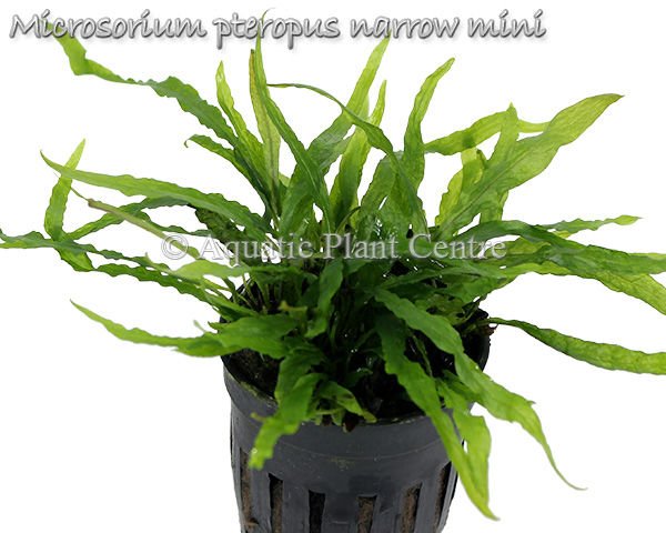 Microsorum pteropus narrow mini SAKSI - APC ÖN SİPARİŞ