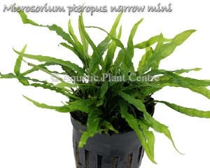 Microsorum pteropus narrow mini SAKSI - APC ÖN SİPARİŞ