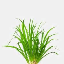 Sagittaria subulata İTHAL BUKET ÖN SİPARİŞ