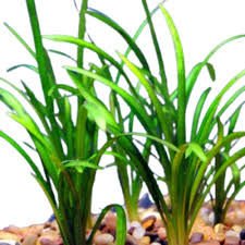 Sagittaria subulata İTHAL BUKET ÖN SİPARİŞ
