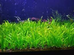 Sagittaria subulata İTHAL BUKET ÖN SİPARİŞ