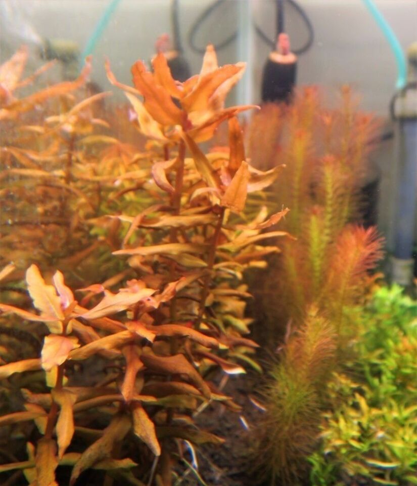 Ammannia senegalensis EX VITRO