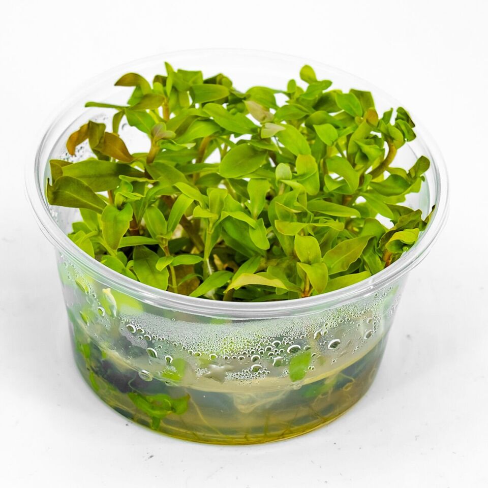 Ammannia senegalensis EX VITRO