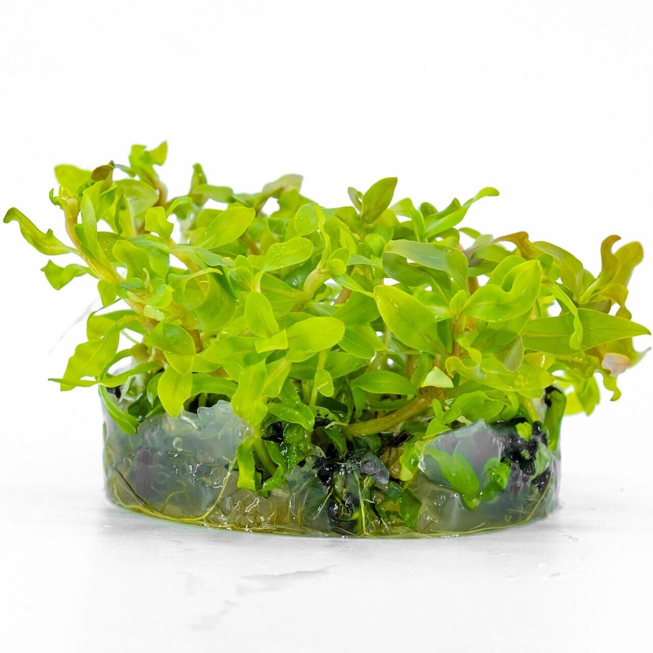 Ammannia senegalensis EX VITRO