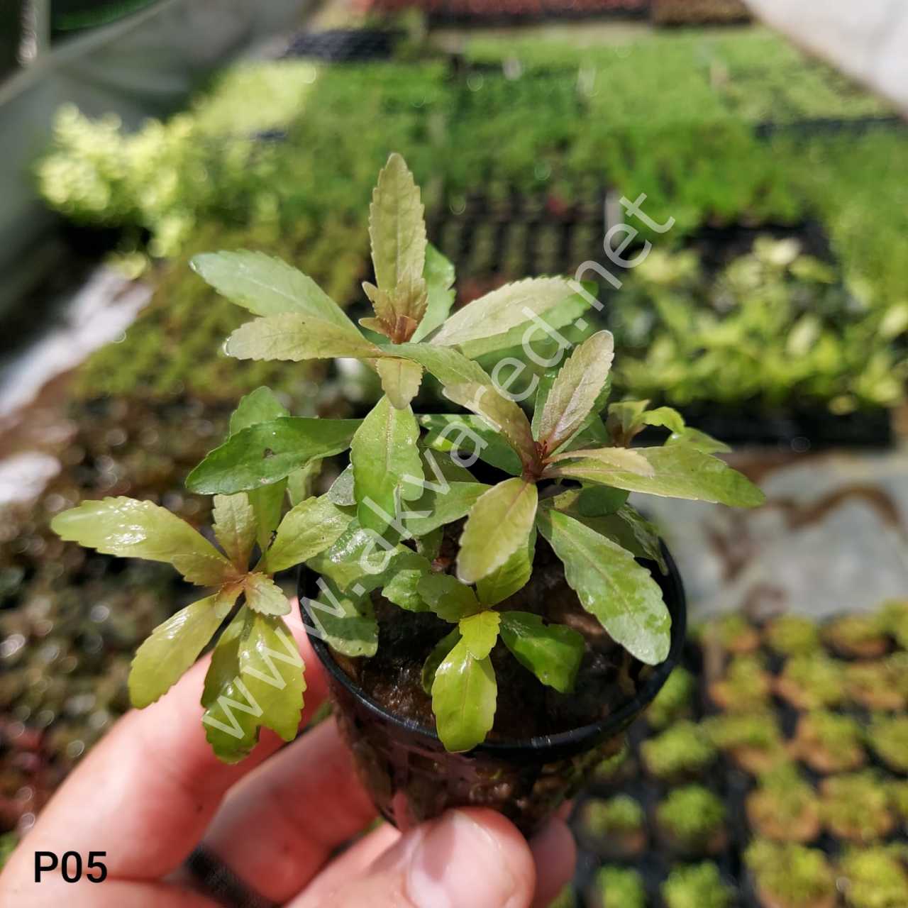 Pogostemon stellata broad leaf BUKET