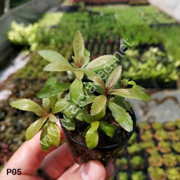Pogostemon stellata broad leaf BUKET