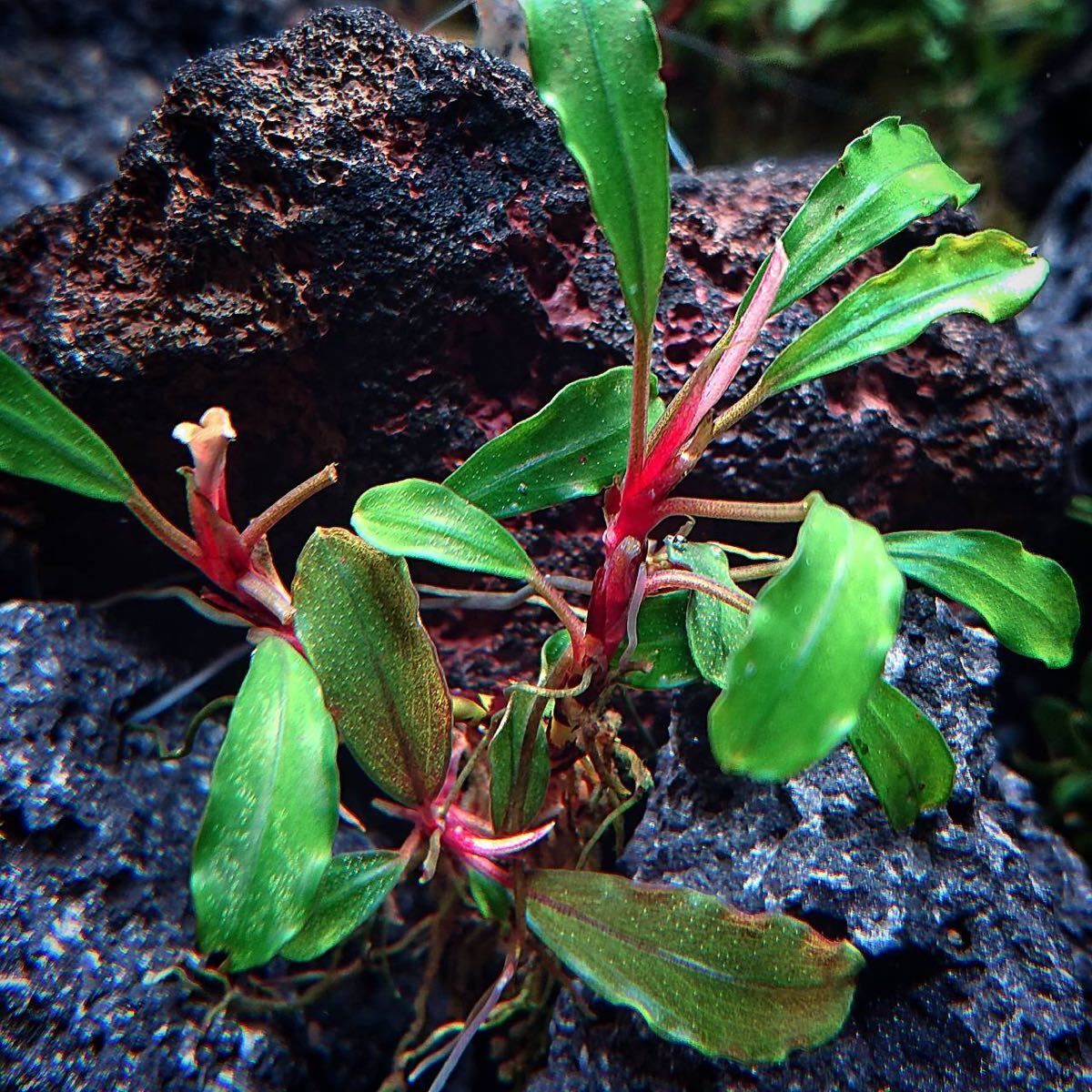 Bucephalandra green scotchlite SUBMERGED 10x10cm PORSIYON- ÖN SİPARİŞ