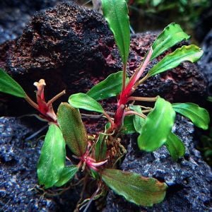 Bucephalandra green scotchlite SUBMERGED 10x10cm PORSIYON- ÖN SİPARİŞ