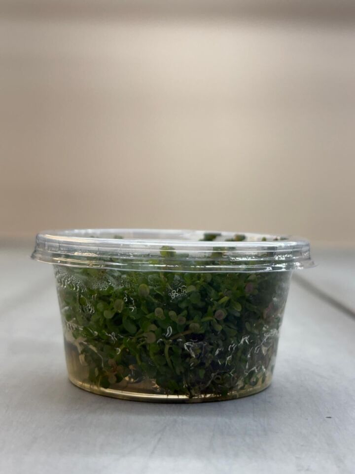 Rotala yao yai EX VITRO